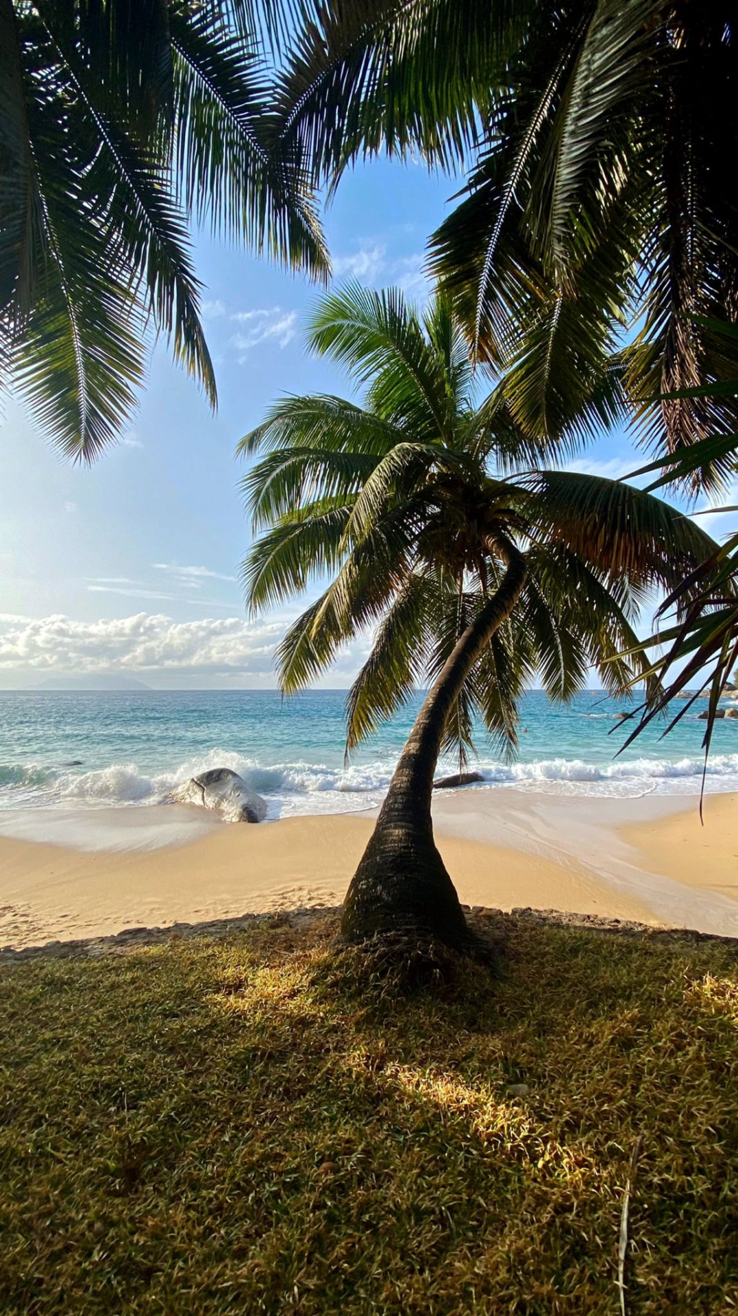 Palm-fringed tropical beach in Seychelles